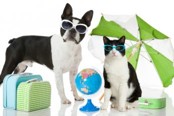 Perros y gatos ahora podrán viajar en la cabina del avión. ¿Estás de acuerdo?