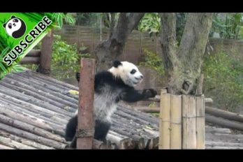 ¿Eres King Kong? Te enamorará la ‘actuación’ de este panda. ¡Imposible no quererlos!