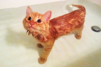 ¡Supertiernos! Así son los odios y amores de los gatos… ¡En el baño!