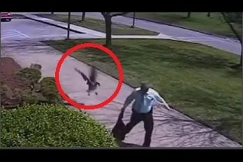 ¡Inaudito! Un ganso ataca a un policía en Estados Unidos. ¿Quién crees que huye despavorido?