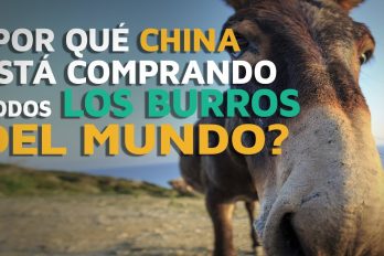 ¡Asombroso! China está comprando todos los burros del mundo… ¡Y no es para lo que te imaginas!