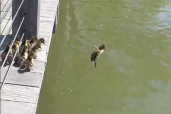 ¡Patos al agua! La nueva aventura del reino animal la protagonizan estos patitos y su manera de saltar a un estanque