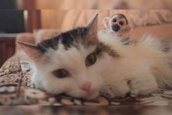 La historia de la gata que decidió adoptar un mico, ¡que lindos son los animales!