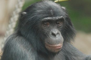 Los simios pueden seguir las tramas de los videos