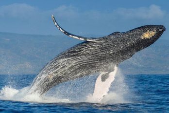 Las ballenas jorobadas ya no están en peligro de extinción