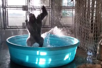 ¡Así es como se disfruta un baño! La emocionante reacción de este gorila te dará ganas de ir a darte una ducha