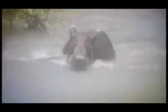¡Al mal tiempo…! Las hermosas imágenes de una danta bañándose en un río en Costa Rica… ¡En pleno aguacero!