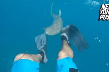 ¡Qué susto! Este buzo grabó cuando lo atacó un tiburón… ¡Y sobrevivió para mostrarlo!