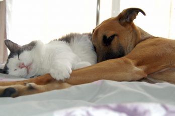 Lo que ocurre cuando perros y gatos luchan contra el sueño