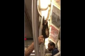 ¡Increíble! La mayoría de pasajeros de un metro en Nueva York no se percataron de esta insólita pasajera… ¡Una serpiente!