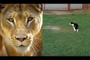¡Qué valiente! Baggy, la gata que se enfrenta sin miedo… ¡A una leona!