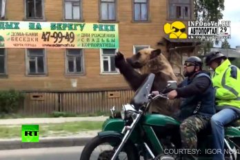 Típico en las calles de Rusia: vas por la calle cuando ves pasar… ¡Un oso en una motocicleta!