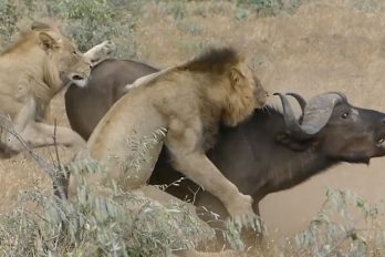¡No lo puedo creer! Después de ver el ataque de estos leones a un búfalo, saldrás corriendo a abrazar a tu familia