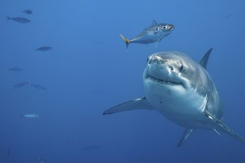 ¿A qué distancia pueden detectar los tiburones a sus presas?