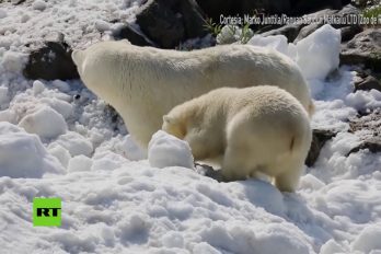 ¡Muy lindos! A estos osos polares les llevaron un poco de nieve para atenuar el duro verano. ¡Su reacción enternece!