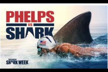 ¡Espectacular! La carrera entre Michael Phelps y un tiburón blanco. ¿Quién ganaría?