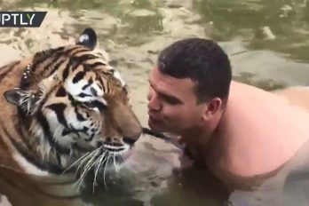 ¿Te atreverías a besar a un tigre? Este hombre tuvo el valor de hacerlo. ¡Nos sorprendió la actitud del enorme felino!