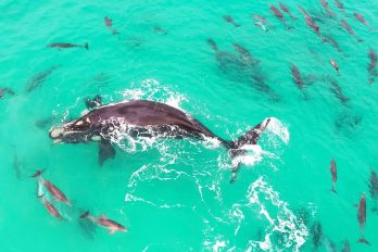 ¡Qué bellos! Mira como se divierte esta orca con sus ‘primos’ los delfines. ¡Una vista única, sin duda!