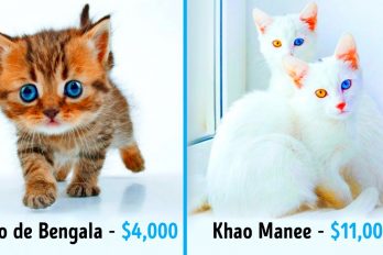 Estos son los gatos más caros del mundo. ¡Valen una fortuna pero son bellísimos!