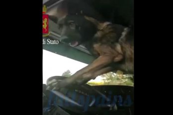 ¿Casualidad o pilera? Este perro policía toca la bocina tras encontrar droga en un vehículo… ¿Quería llamar la atención?