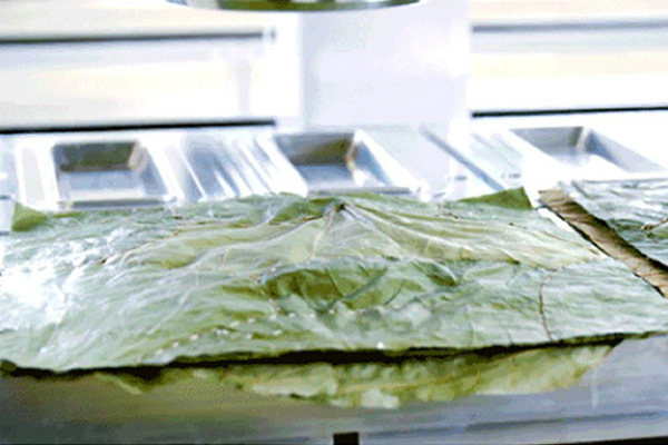 Adiós a los platos plásticos, en Colombia los fabrican con hojas de plátano