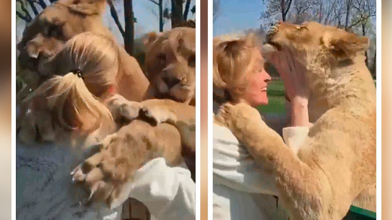 El reencuentro de dos leones y su dueña que te hará llorar de emoción -  