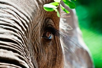 Zoológico de Barranquilla hace “vaca” para llevar a elefante al dentista