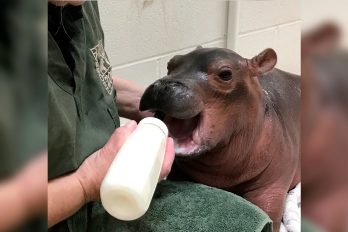 El conmovedor momento del hipopótamo Fiona, ¡llorarás de emoción!