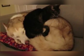 El gatito que duerme encima de un perro, ¡una hermosa historia!