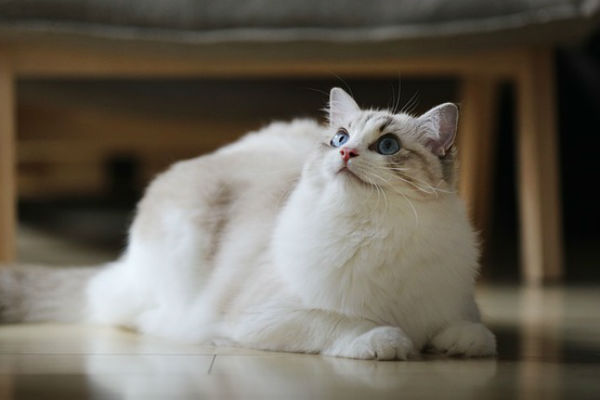 gato-blanco