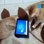 A los gatos también les encanta la tecnología