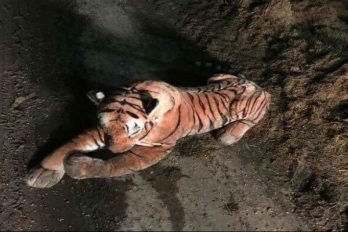 Operativo policial para atrapar a un tigre, ¡y resulta ser de peluche!