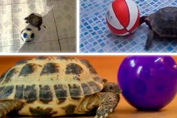 Las tortugas deportistas que están cambiando el mundo, ¡no lo podrás creer!