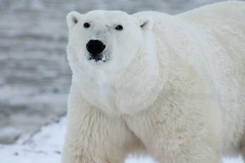 Los osos polares podrían desaparecer más pronto de lo que se pensaba