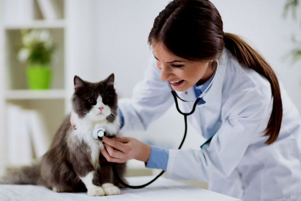 Revisiones veterinarias necesarias
