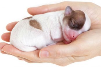 ¿Sabes cómo cuidar a un cachorro recién nacido? Ten en cuenta estos consejos