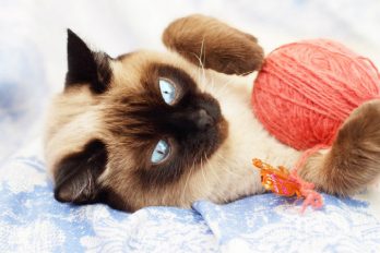5 objetos irresistibles para todos los gatos