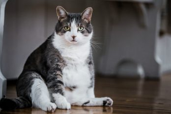 Estas son las actividades que evitan que tu gato tenga sobrepeso
