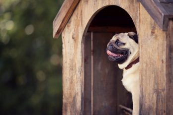 Son necesarias las casas para perros ¿Es momento de conseguir una?