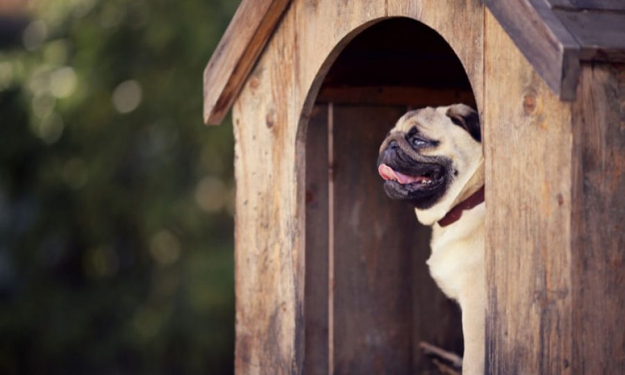 Son necesarias las casas para perros ¿Es momento de conseguir una?