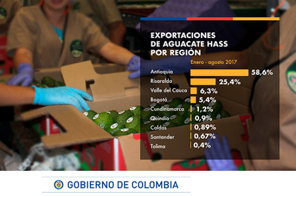 El aguacate Hass conquista los mercados de Europa, EE.UU., y Asia. ¡100% colombiano! 