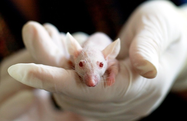 Quieren prohibir en Colombia las pruebas cosméticas en animales ¿Estás de acuerdo?