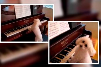 El perro pianista que ha encantado a internet. ¡Tiene más talento que tú!