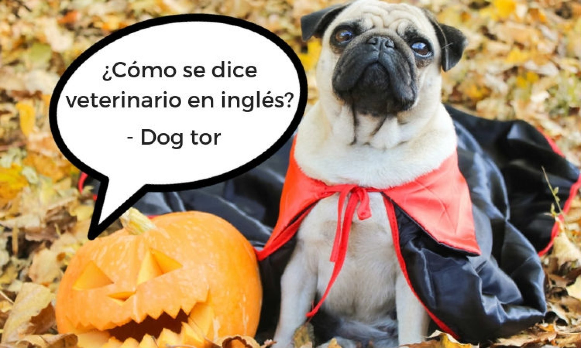 Tu Ingles Da Mas Miedo Que Los Disfraces De Halloween Deja De Aterrorizar A Todos Y Aprende Un Nuevo Idioma Elnoti Com