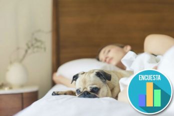 ¡Dormir con nuestra mascota es DELICIOSO y saludable! Este estudio confirma lo que siempre supimos