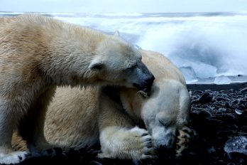 Los osos polares se están trasladando en manada a centros urbanos generando emergencias