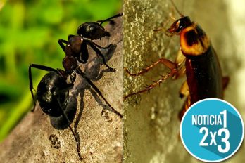 Abejas y hormigas están desapareciendo en todo el mundo y se multiplican las moscas y cucarachas