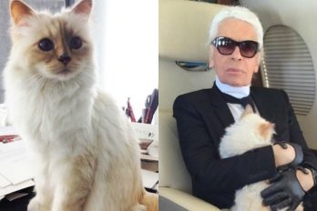Choupette, la gatita que heredó varios millones de la fortuna del diseñador Karl Lagerfeld