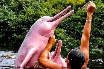 Las razones por las que el delfín rosado está disminuyendo en los ríos de Colombia