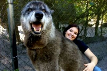 Yuki, el perro lobo de 1.65 metros que necesita de ayuda ¡Es cariñoso y “súper juguetón!